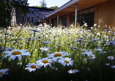 The exterior of the Wood Centre for Innovation showing the wood panelled building in the background and wild flowers growing in the foreground.