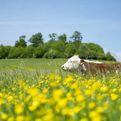 A cow grazes in long grass at the Earth Trust's site at  Whittenham Clumps